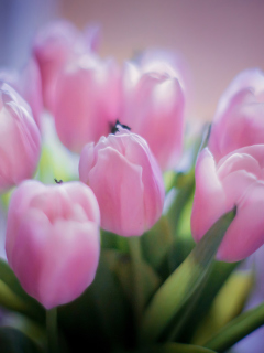 Screenshot №1 pro téma Delicate Pink Tulips 240x320