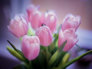 Обои Delicate Pink Tulips 320x240