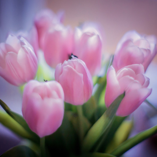 Kostenloses Delicate Pink Tulips Wallpaper für 128x128