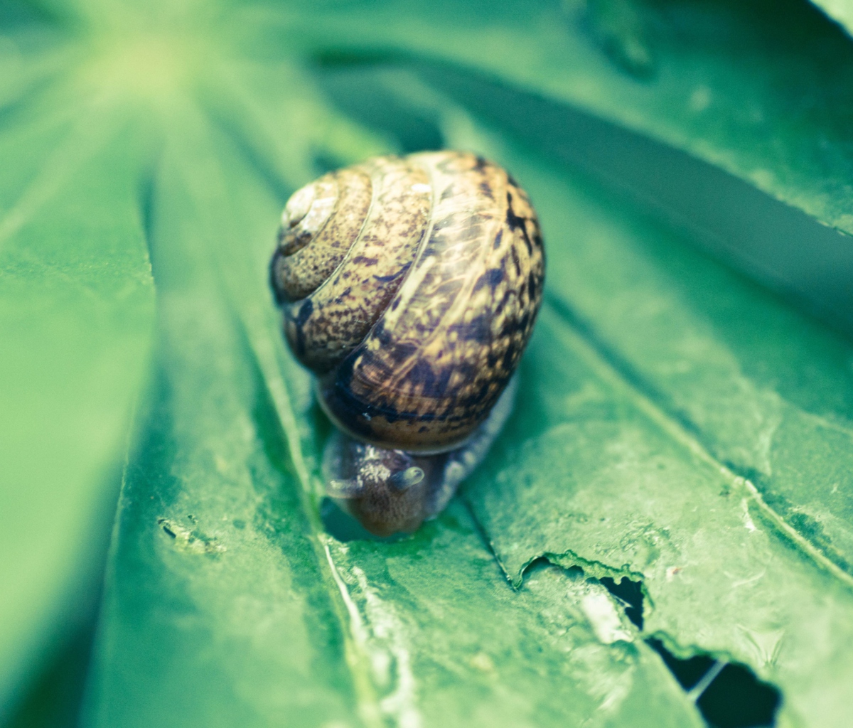 Screenshot №1 pro téma Snail On Plant 1200x1024