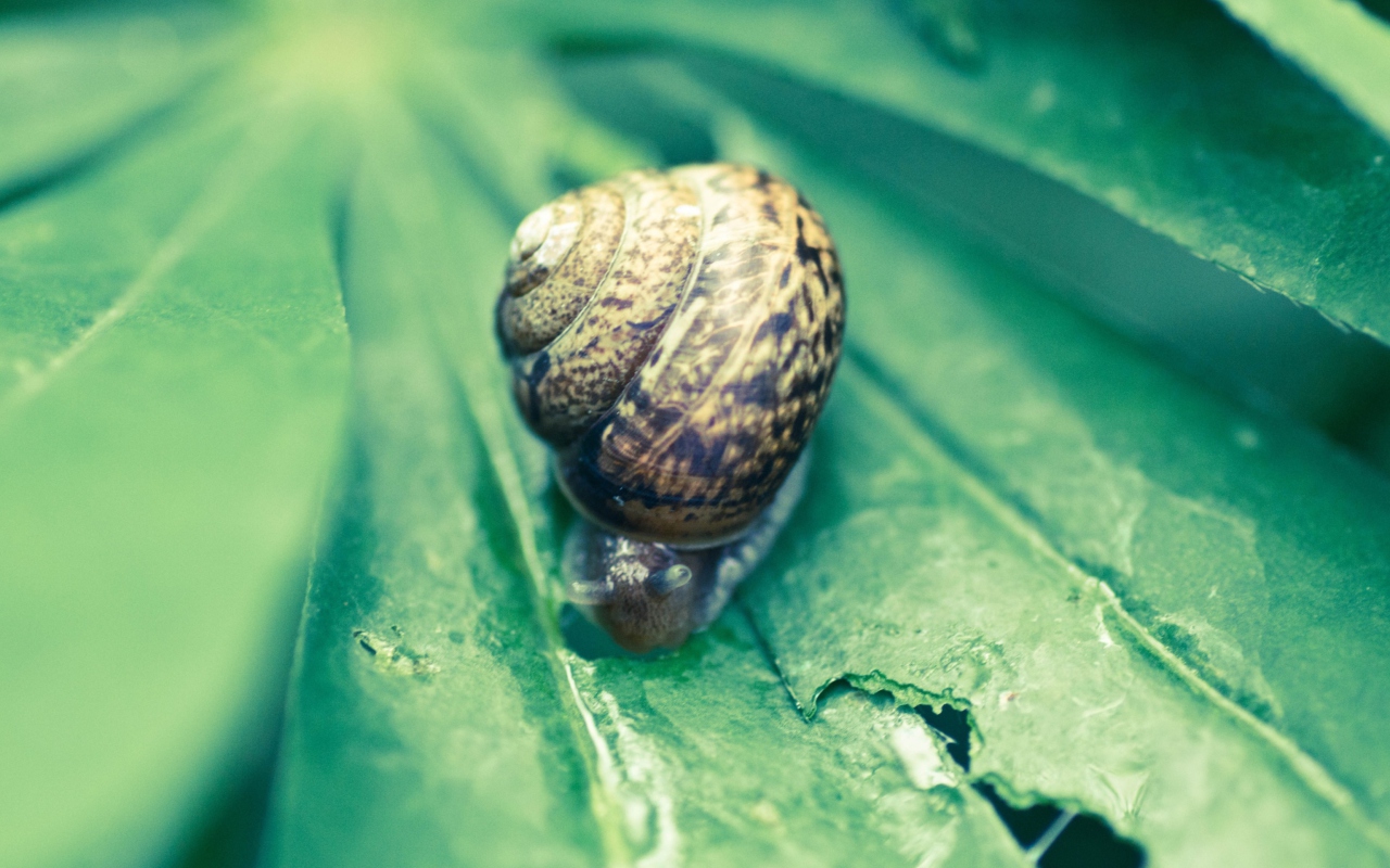 Screenshot №1 pro téma Snail On Plant 1280x800