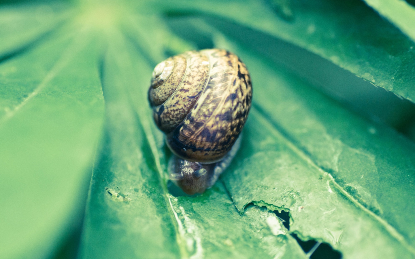 Screenshot №1 pro téma Snail On Plant 1440x900