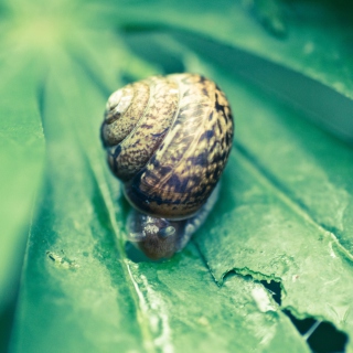 Free Snail On Plant Picture for 128x128