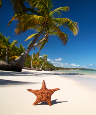 Sea-Star On The Beach - Obrázkek zdarma pro iPhone 5C