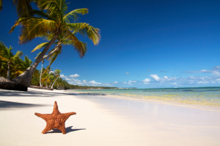 Sea-Star On The Beach - Obrázkek zdarma pro 1280x1024