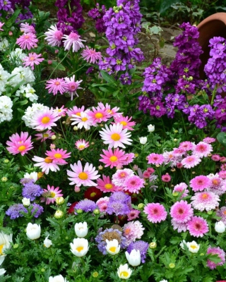 Colorful Garden - Obrázkek zdarma pro Nokia C-Series
