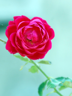 Wild Rose screenshot #1 240x320