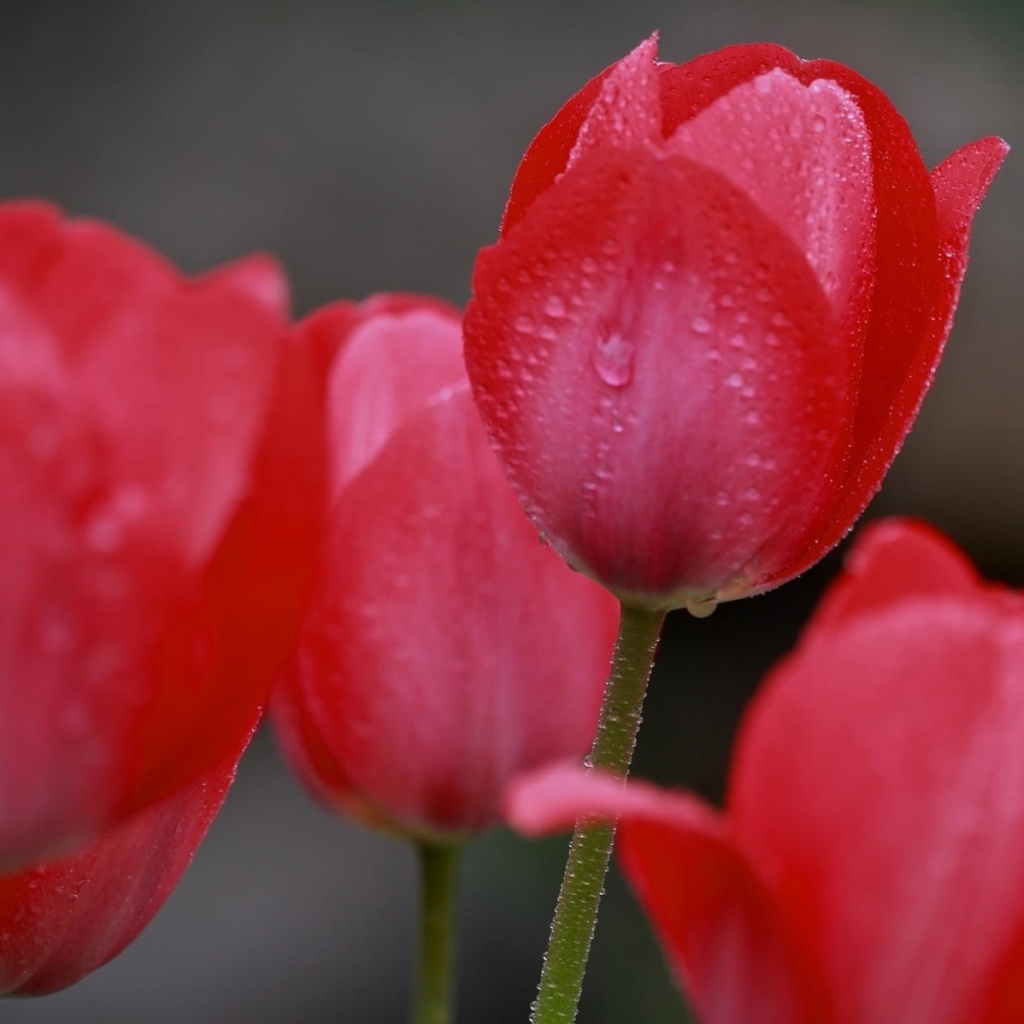 Sfondi Raindrops on tulip buds 1024x1024