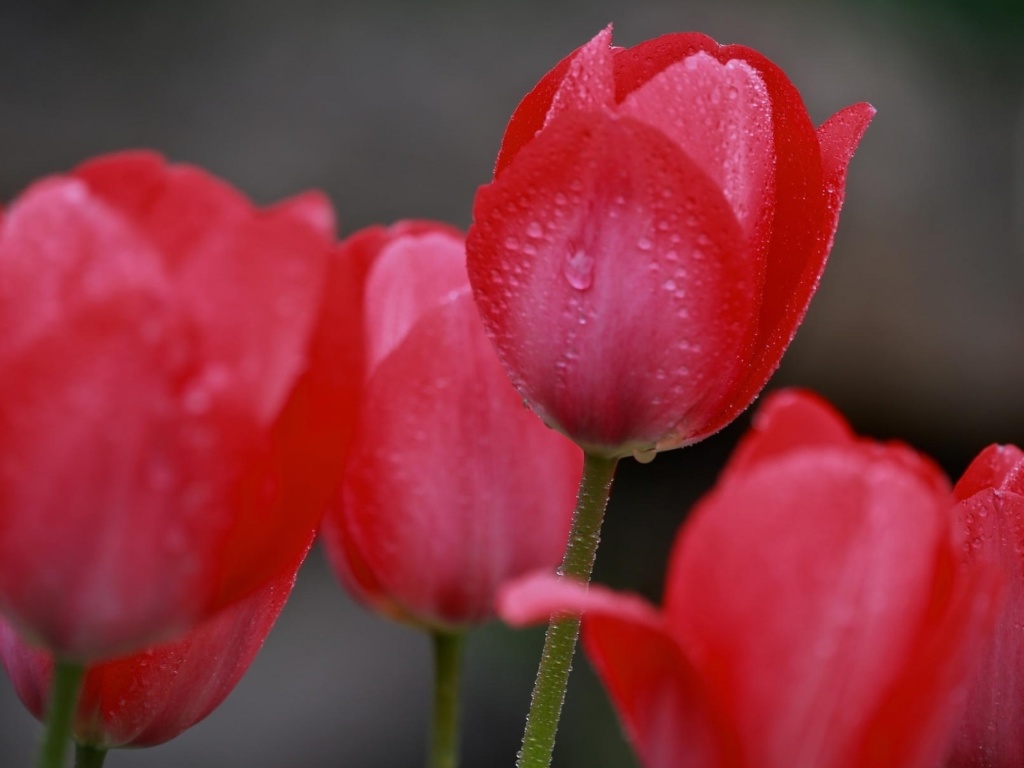 Fondo de pantalla Raindrops on tulip buds 1024x768