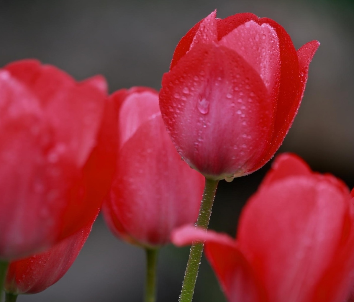 Raindrops on tulip buds wallpaper 1200x1024