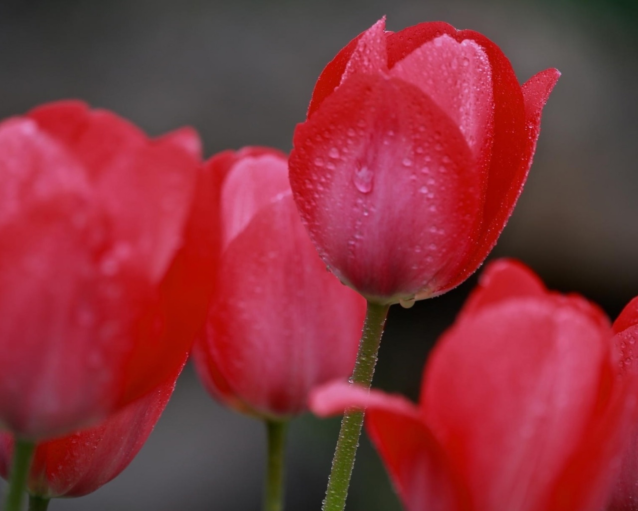 Обои Raindrops on tulip buds 1280x1024