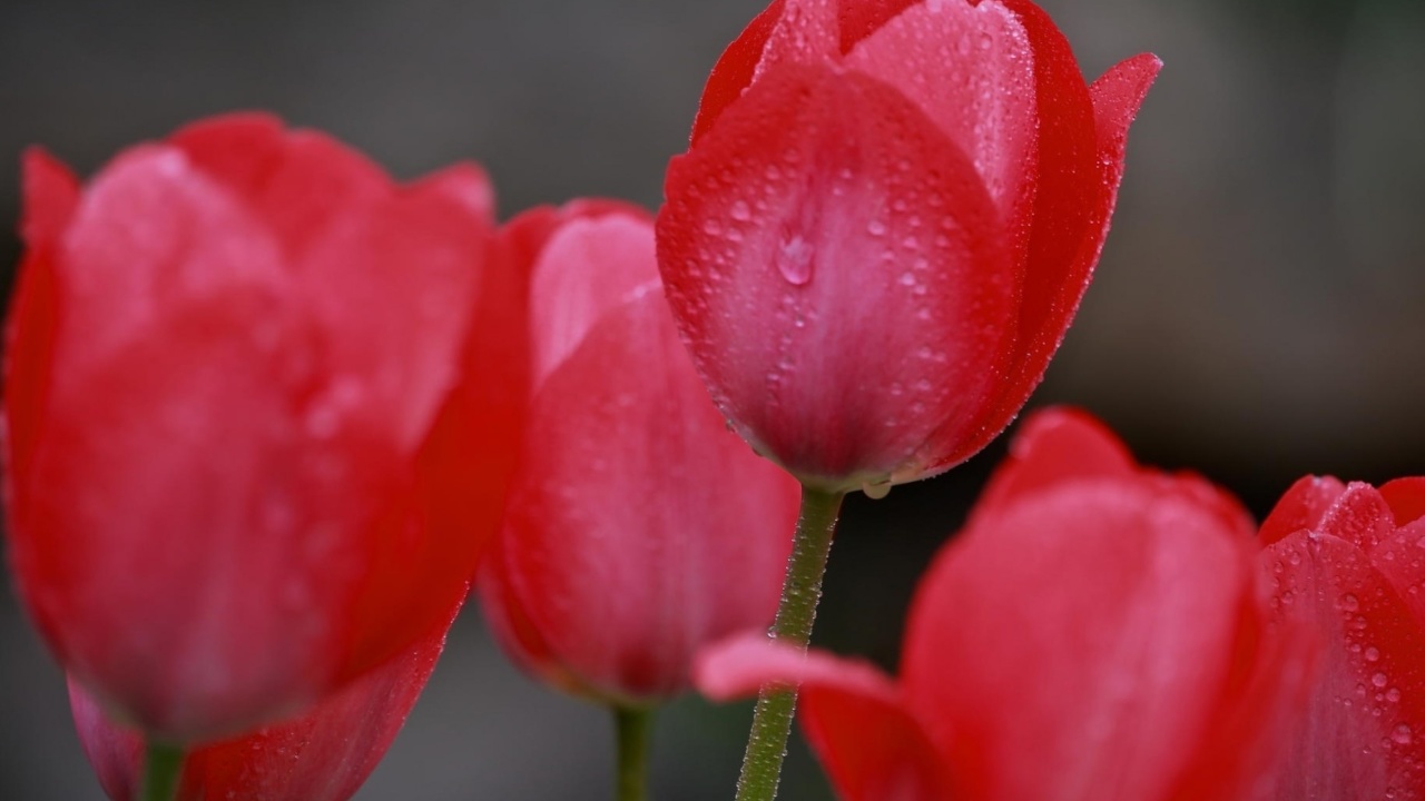 Raindrops on tulip buds wallpaper 1280x720