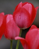 Обои Raindrops on tulip buds 128x160