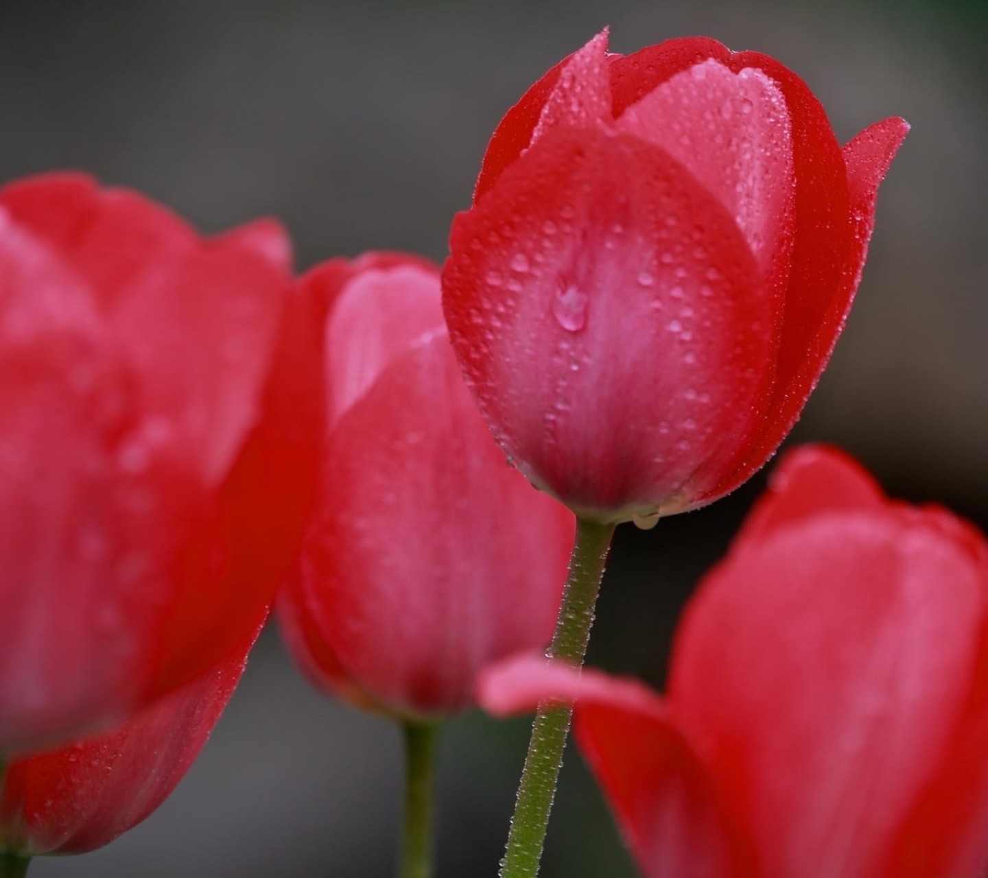 Обои Raindrops on tulip buds 1440x1280