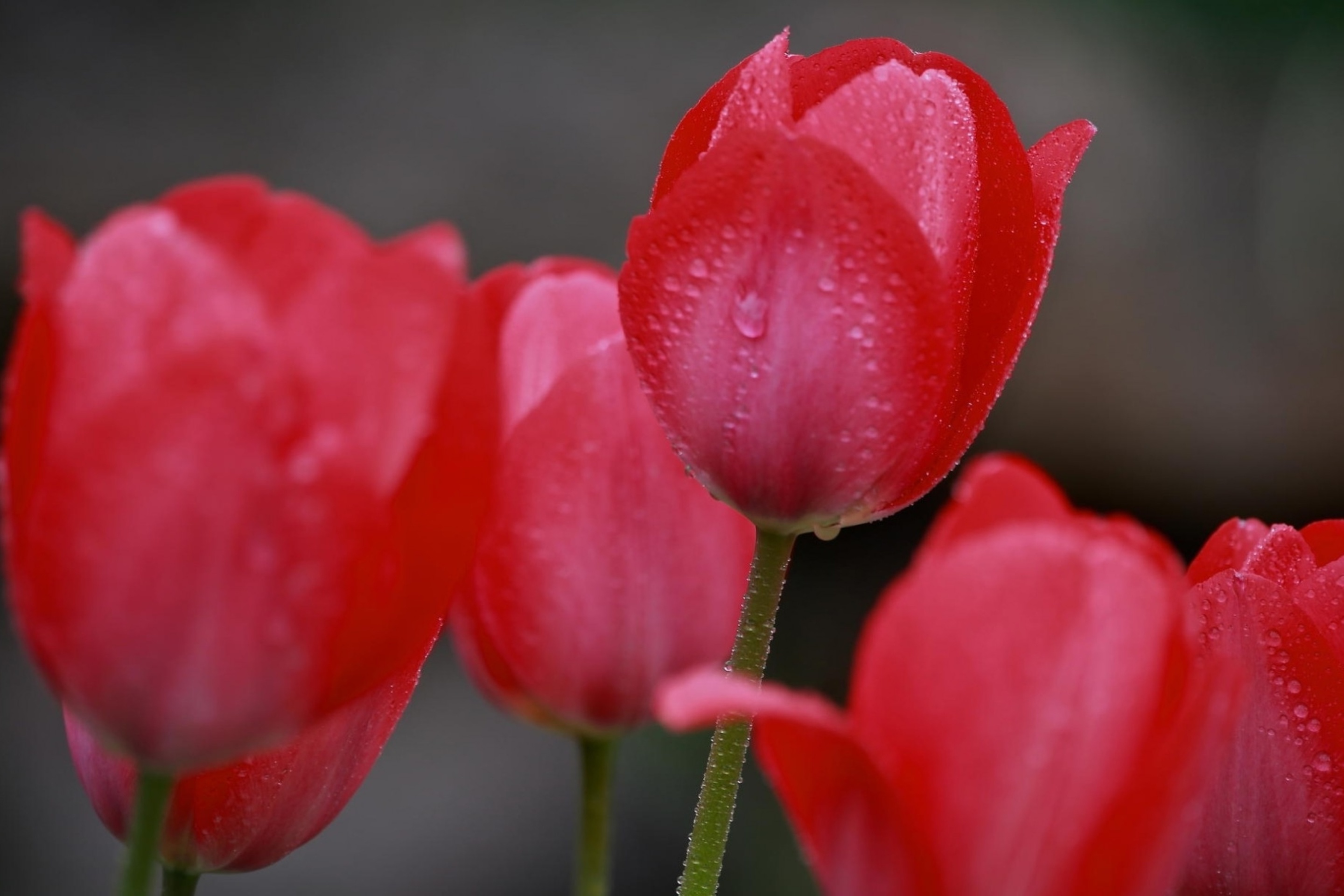 Das Raindrops on tulip buds Wallpaper 2880x1920