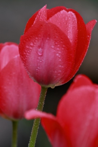 Fondo de pantalla Raindrops on tulip buds 320x480