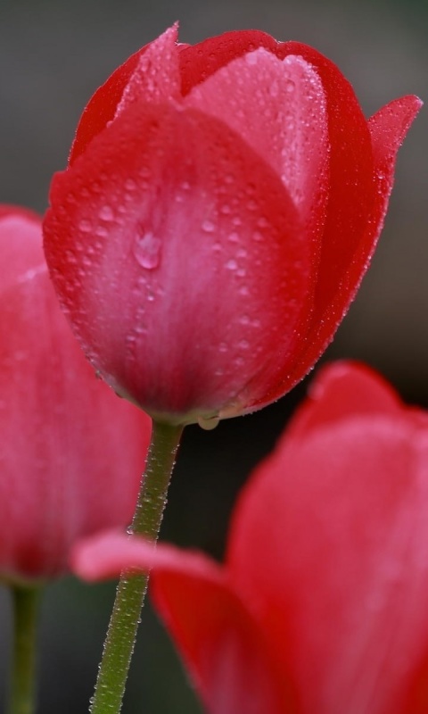Fondo de pantalla Raindrops on tulip buds 480x800