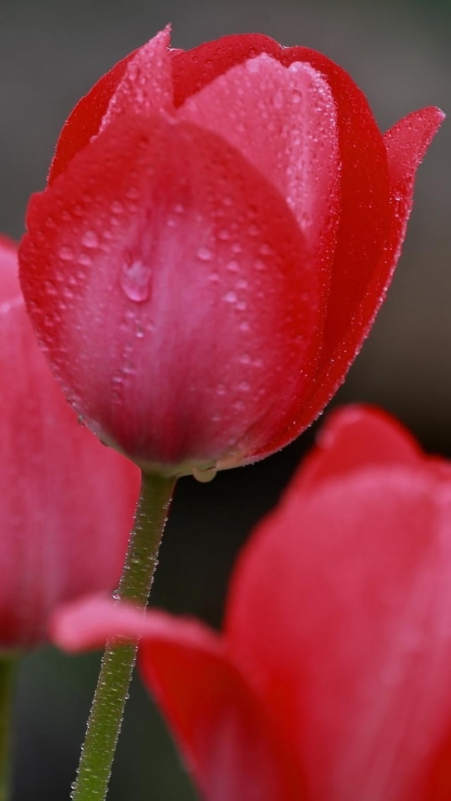 Raindrops on tulip buds wallpaper 640x1136