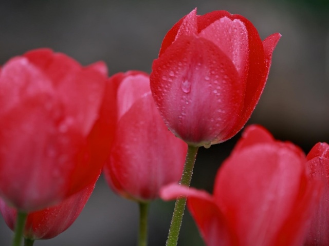 Raindrops on tulip buds wallpaper 640x480