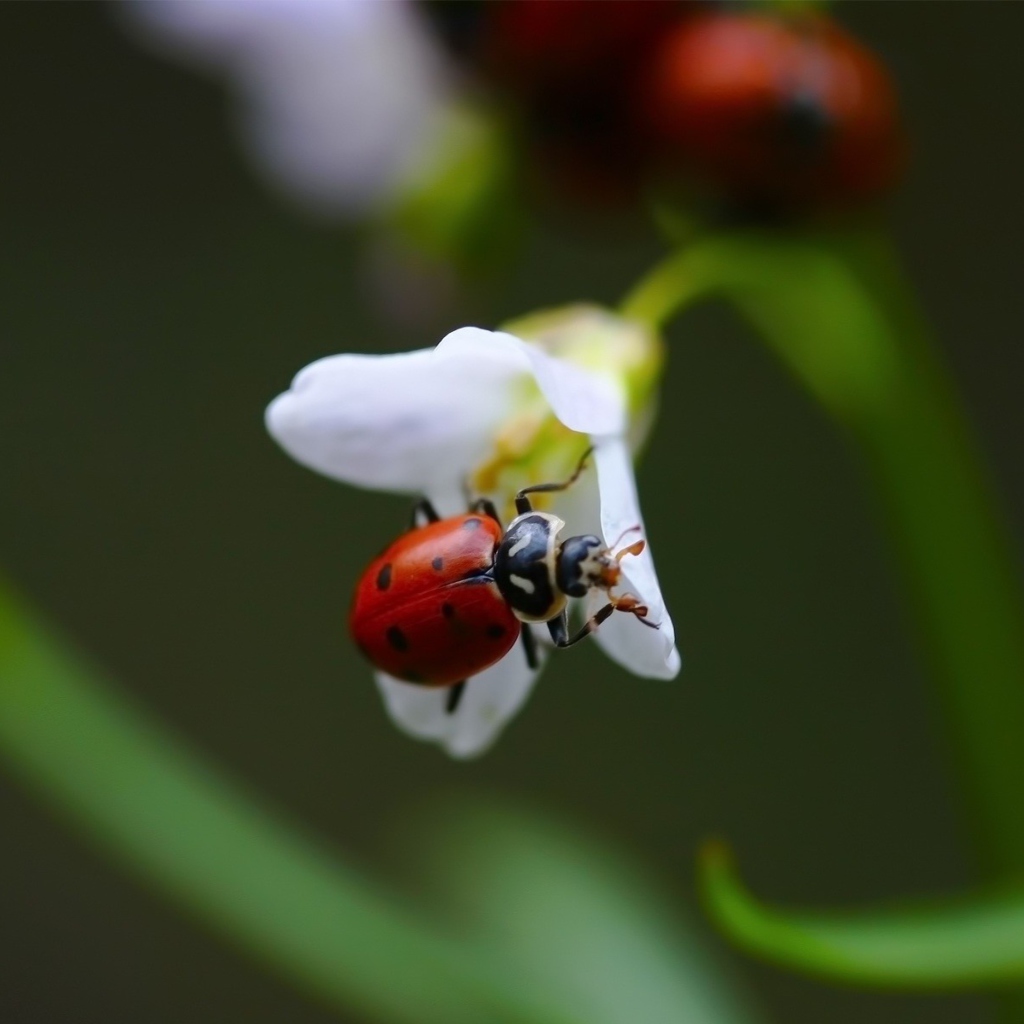 Обои Ladybug On Snowdrop 1024x1024