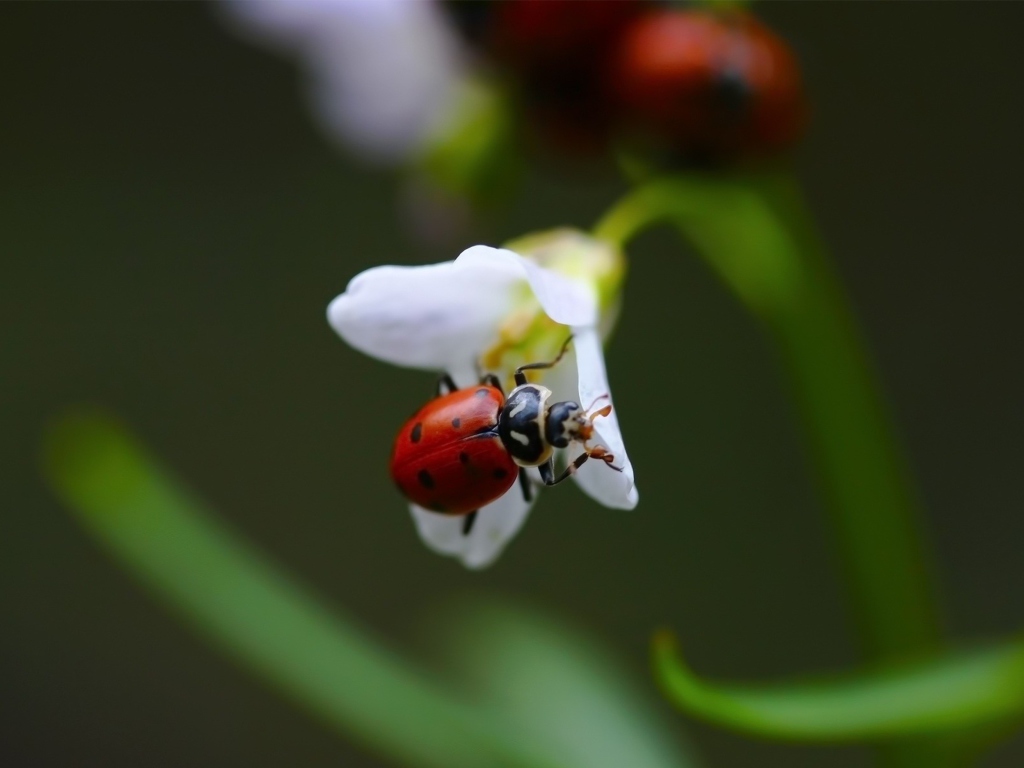 Sfondi Ladybug On Snowdrop 1024x768