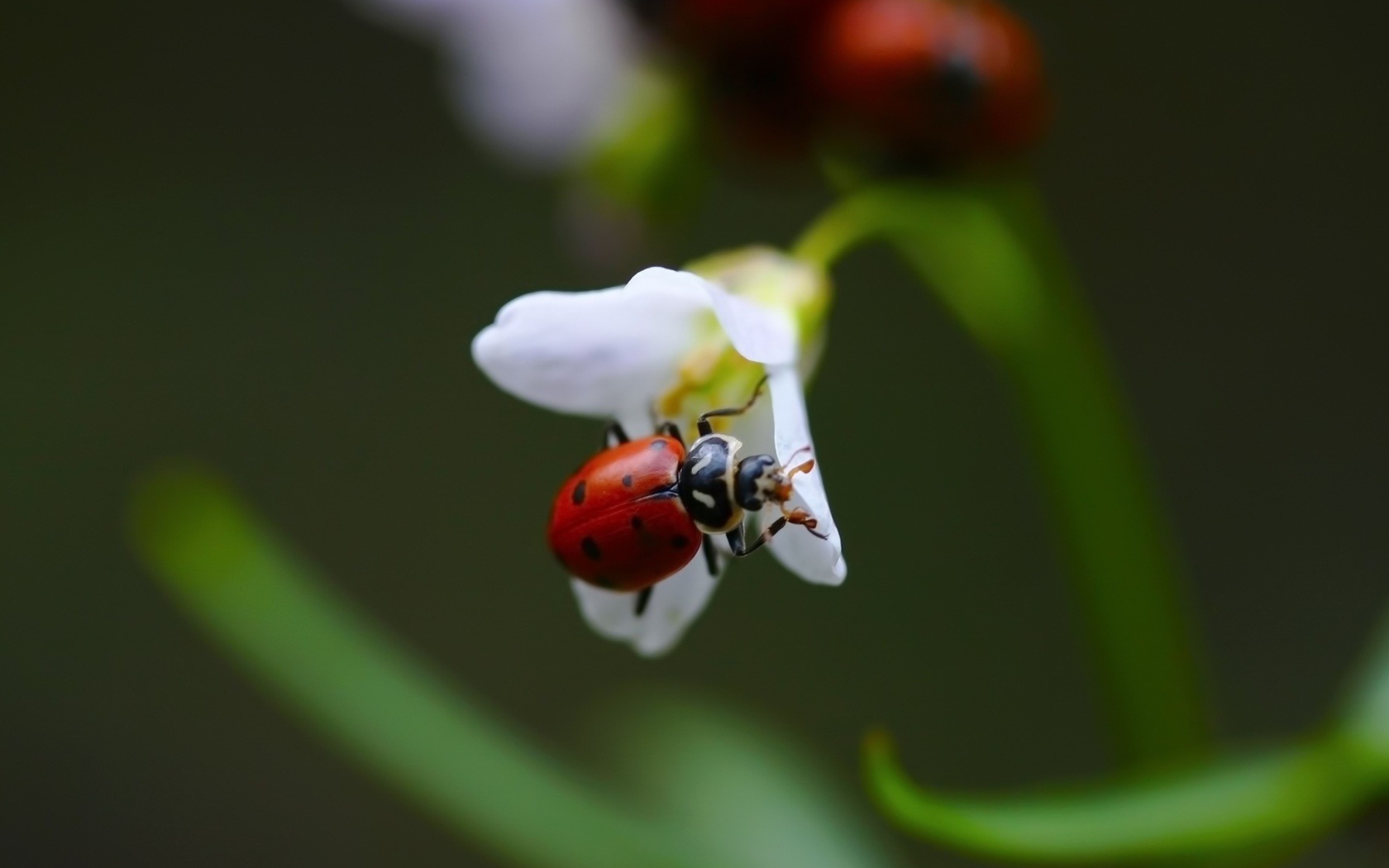 Обои Ladybug On Snowdrop 1680x1050