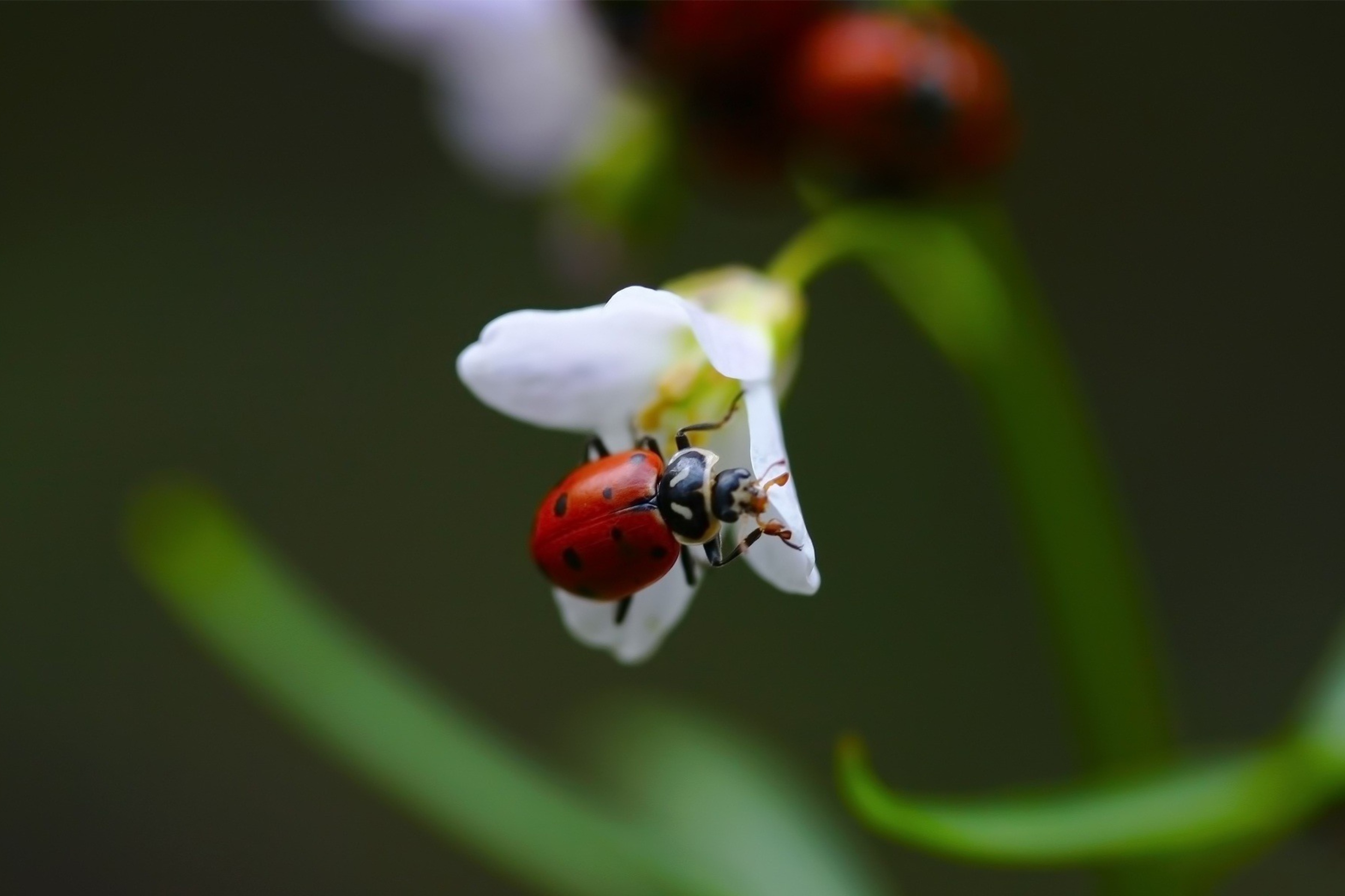 Ladybug On Snowdrop screenshot #1 2880x1920
