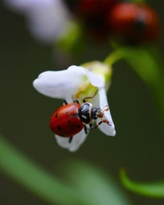 Ladybug On Snowdrop sfondi gratuiti per 640x1136
