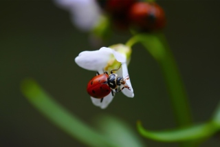 Ladybug On Snowdrop - Obrázkek zdarma 