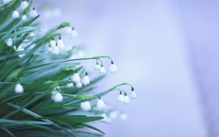 Snowdrops - Obrázkek zdarma 