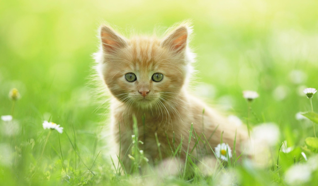 Sweet Kitten In Grass wallpaper 1024x600