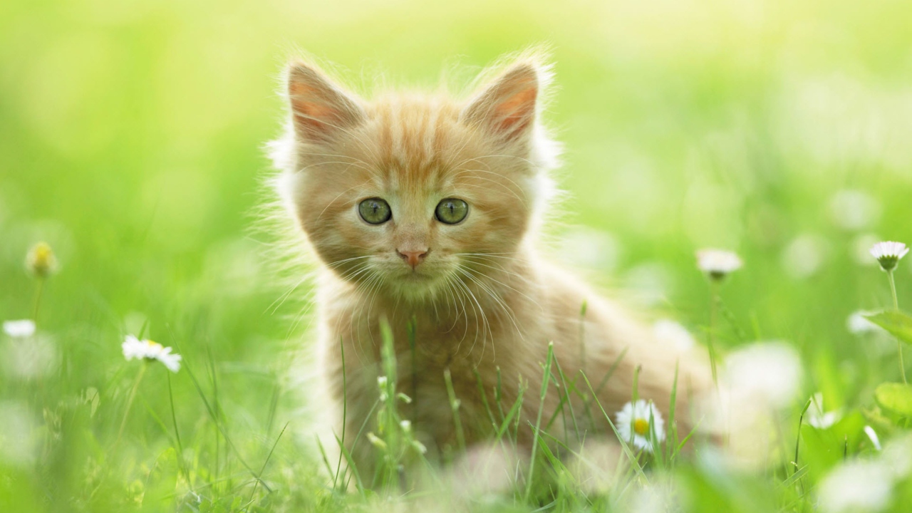 Das Sweet Kitten In Grass Wallpaper 1280x720