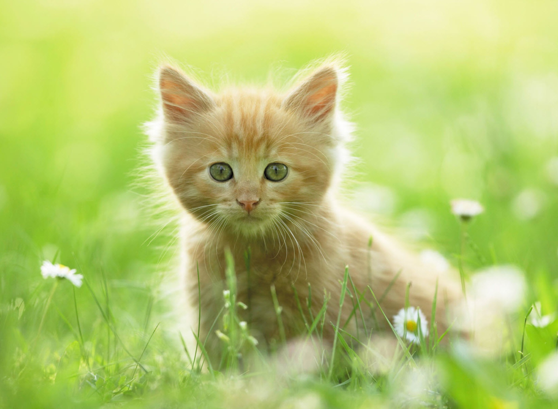Sweet Kitten In Grass wallpaper 1920x1408