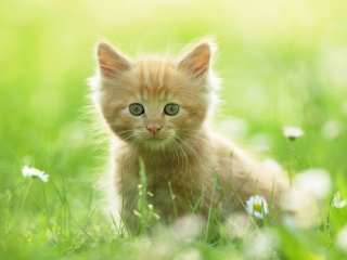 Screenshot №1 pro téma Sweet Kitten In Grass 320x240