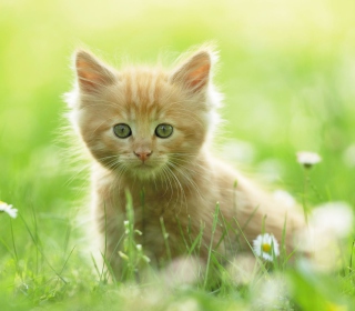 Sweet Kitten In Grass - Obrázkek zdarma pro 128x128