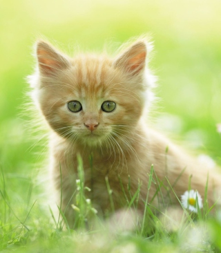 Sweet Kitten In Grass - Obrázkek zdarma pro iPhone 4S