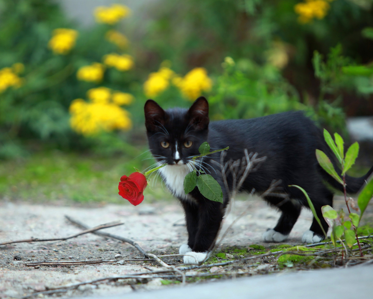 Fondo de pantalla Cat with Flower 1280x1024