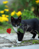 Обои Cat with Flower 128x160