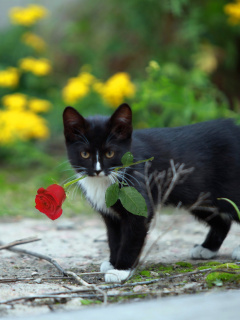 Screenshot №1 pro téma Cat with Flower 240x320