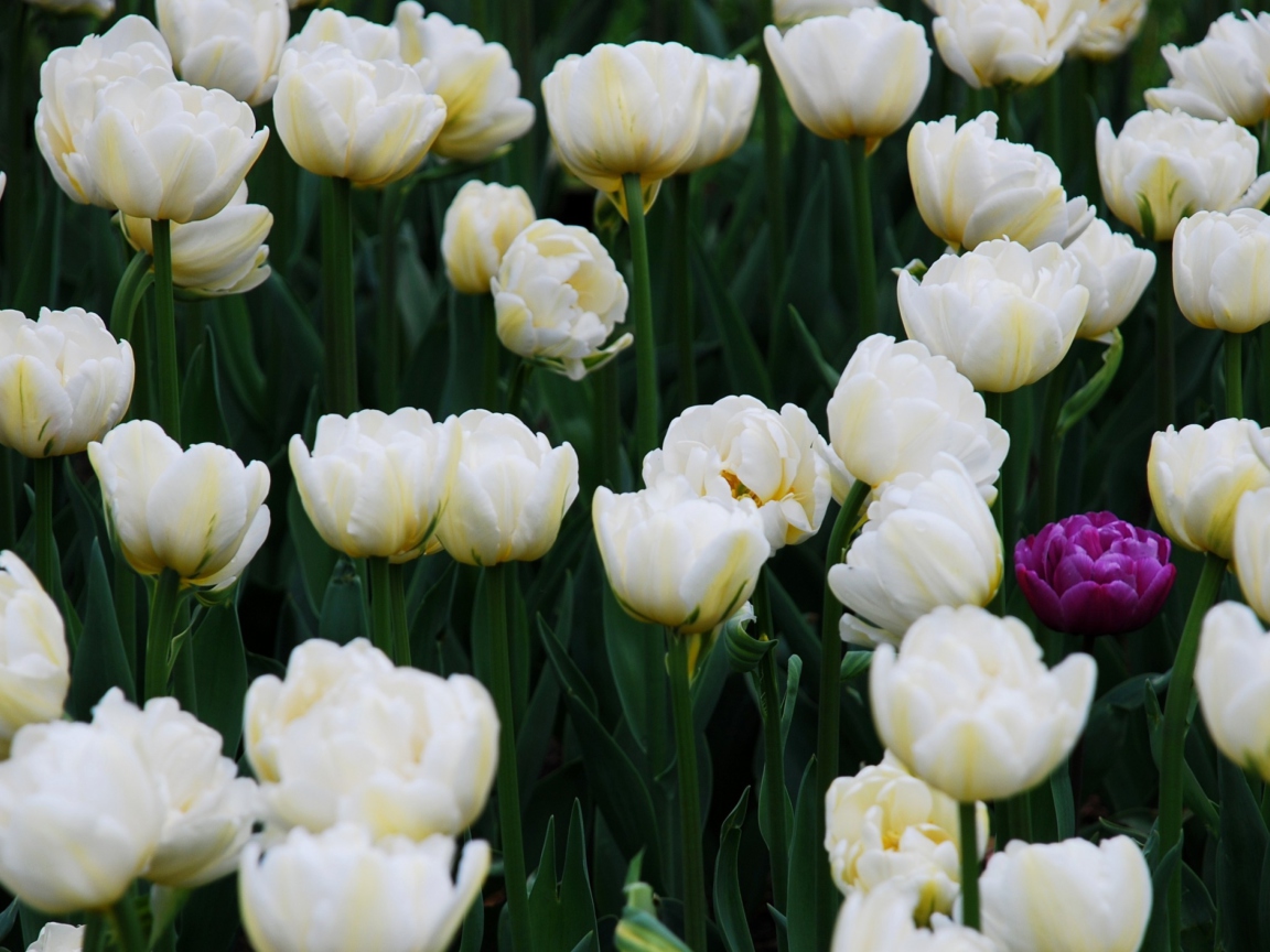 Screenshot №1 pro téma Field Of White Tulips 1152x864