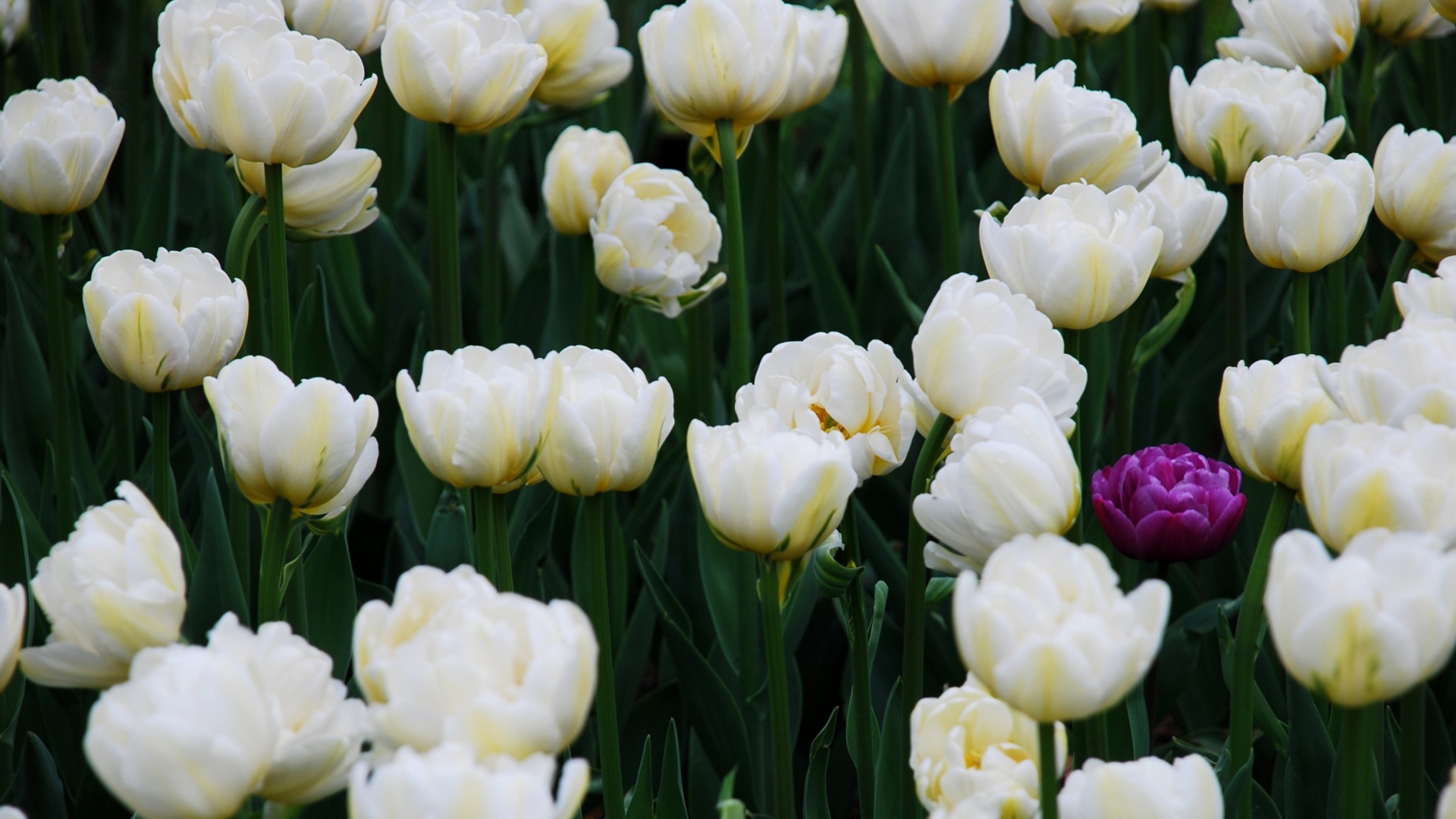 Fondo de pantalla Field Of White Tulips 1920x1080