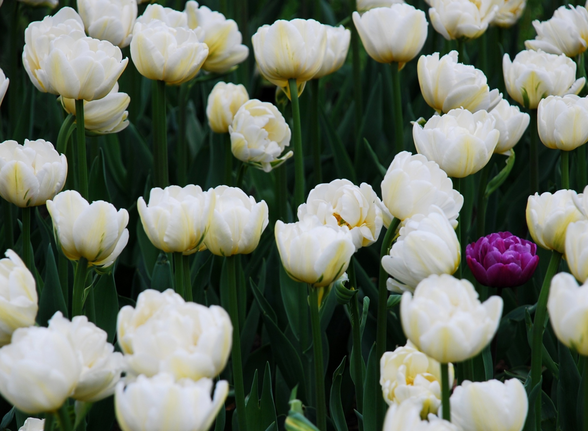 Screenshot №1 pro téma Field Of White Tulips 1920x1408