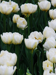 Das Field Of White Tulips Wallpaper 240x320