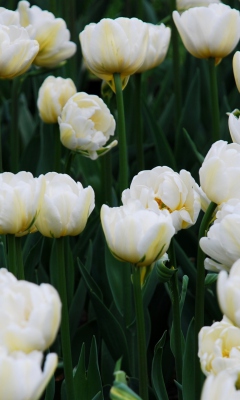Обои Field Of White Tulips 240x400