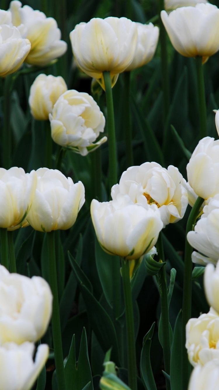 Screenshot №1 pro téma Field Of White Tulips 750x1334