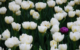 Field Of White Tulips Background for Android, iPhone and iPad