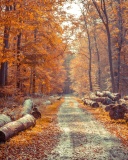 Das Road in the wild autumn forest Wallpaper 128x160