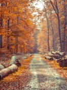 Road in the wild autumn forest wallpaper 132x176