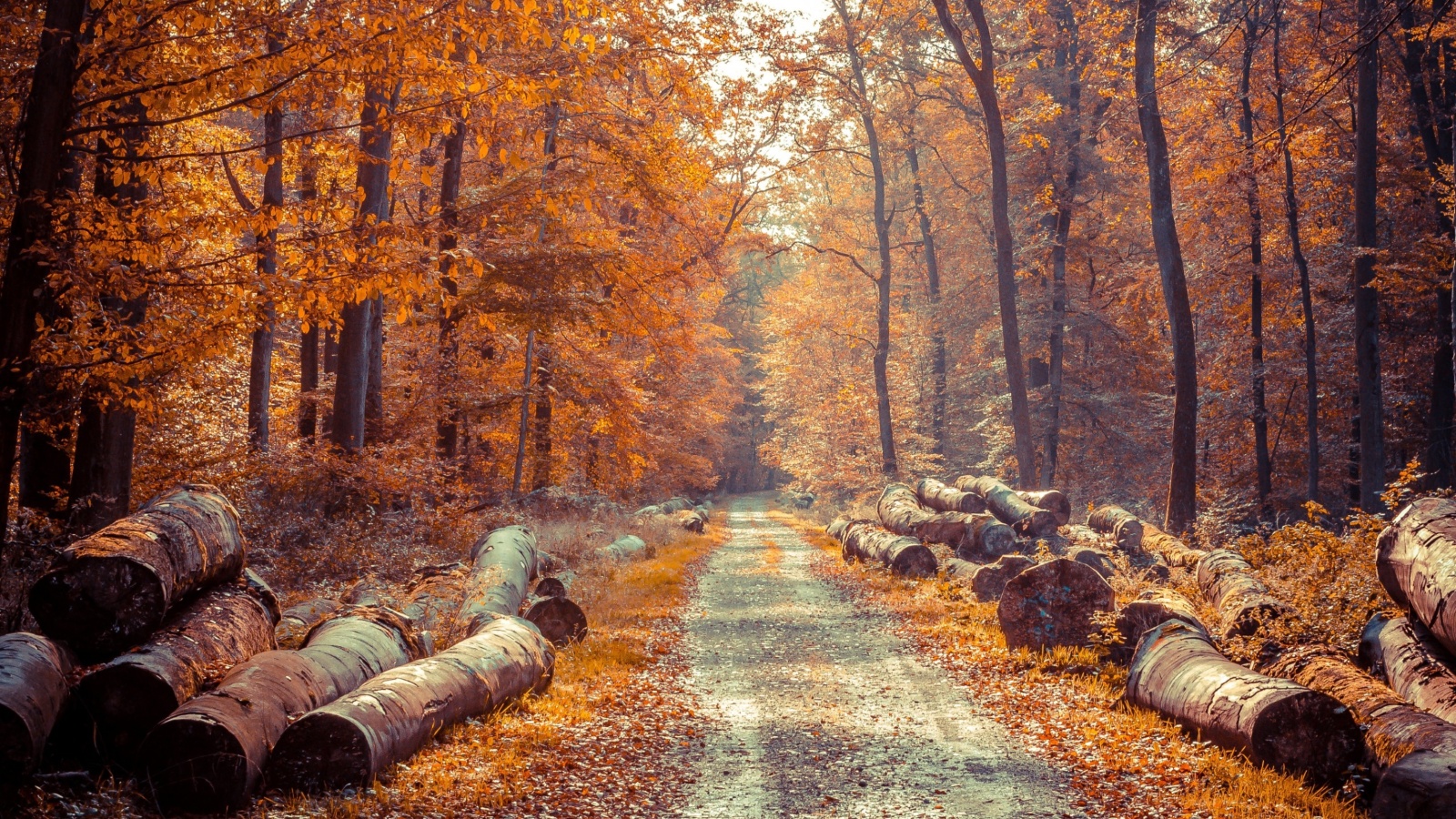 Road in the wild autumn forest wallpaper 1600x900