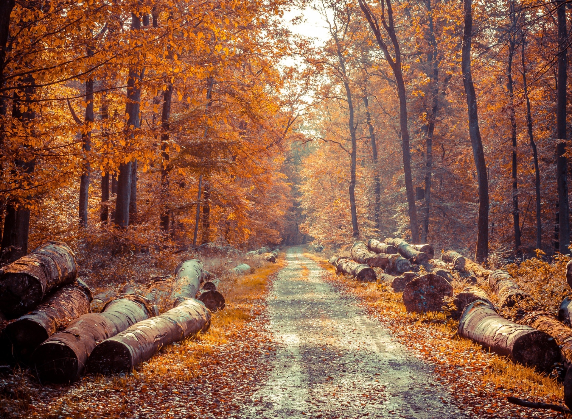 Обои Road in the wild autumn forest 1920x1408